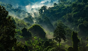 Environmental_Banner-1