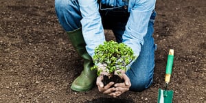 Over 250 trees planted