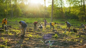 Planting Trees_Kolorcraft